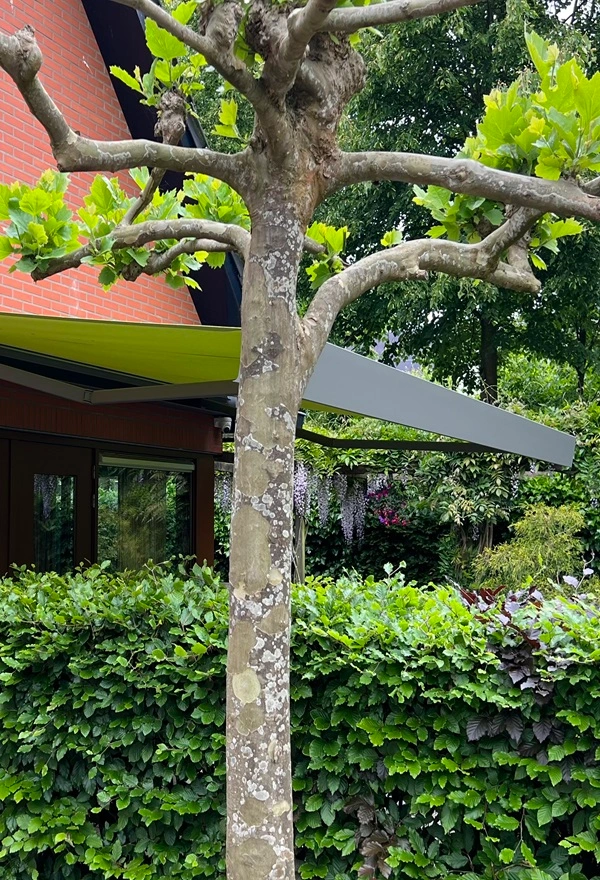 Knikarmscherm met groene doek boven tuin Knikarmscherm met groene doek boven tuin