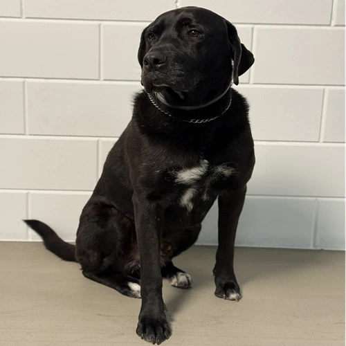 Black onze hond Black onze trouwe kantoor hond